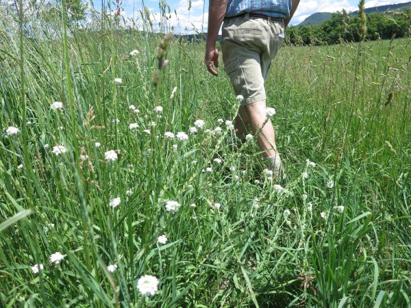 Man walking in field of flowers