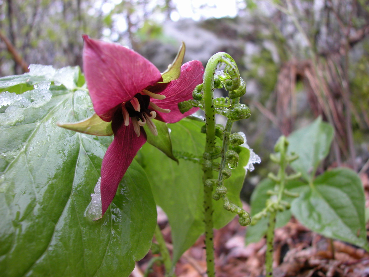 trillium blooming with snow